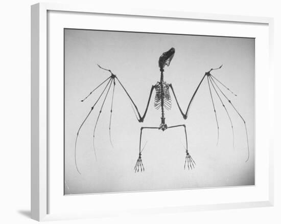 Skeletal Structure of a Bat-Andreas Feininger-Framed Photographic Print