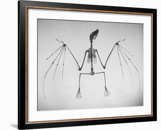 Skeletal Structure of a Bat-Andreas Feininger-Framed Photographic Print