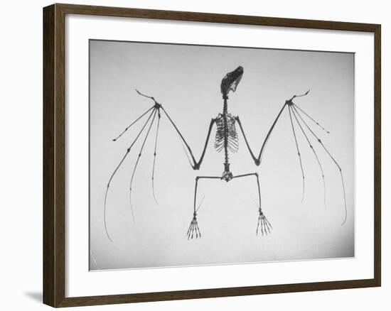 Skeletal Structure of a Bat-Andreas Feininger-Framed Photographic Print