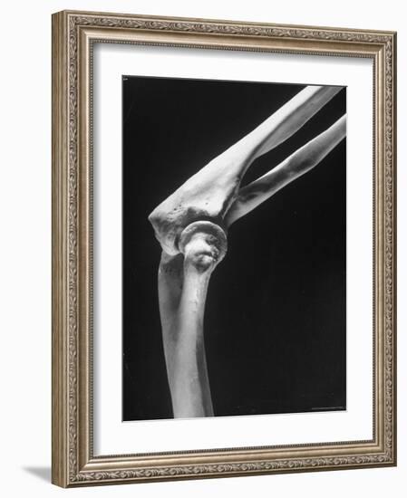 Skeletal Structures of an Elbow, Showing Joint-Andreas Feininger-Framed Photographic Print