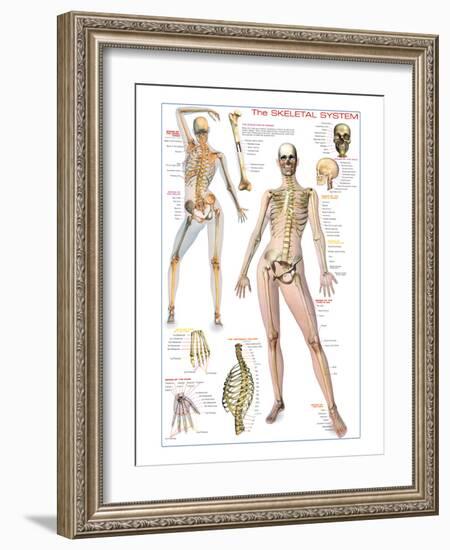 Skeletal System-null-Framed Art Print