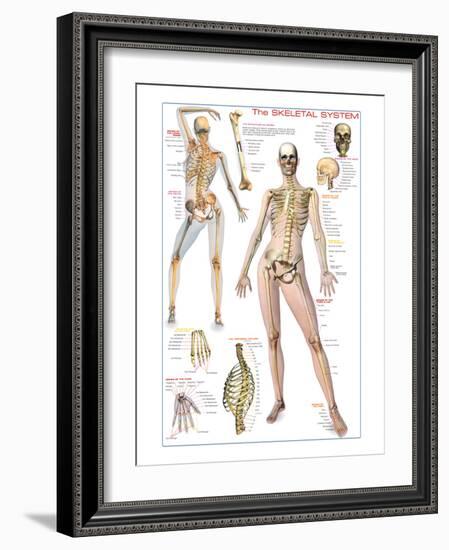 Skeletal System-null-Framed Art Print