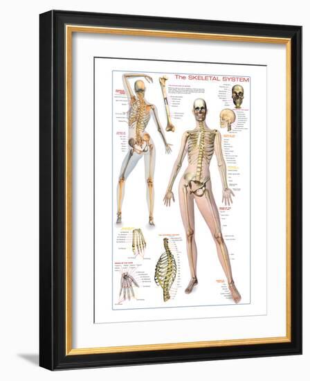 Skeletal System-null-Framed Art Print