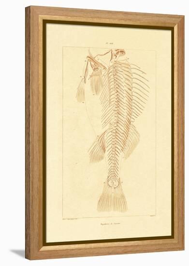 Skeleton, 1833-39-null-Framed Premier Image Canvas