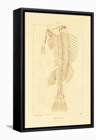 Skeleton, 1833-39-null-Framed Premier Image Canvas