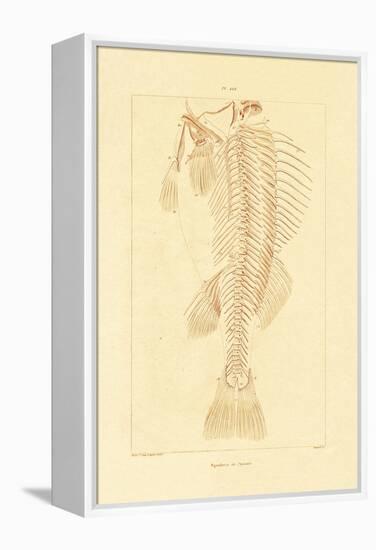 Skeleton, 1833-39-null-Framed Premier Image Canvas