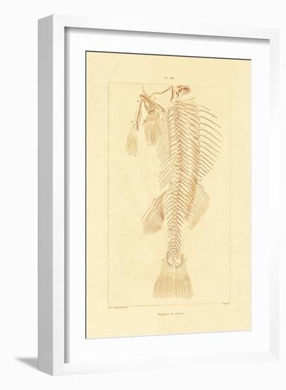 Skeleton, 1833-39-null-Framed Giclee Print