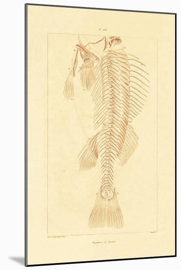 Skeleton, 1833-39-null-Mounted Giclee Print