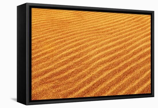 Skeleton Coast, Namibia. Close Up of Sand Dune Ripples-Janet Muir-Framed Premier Image Canvas