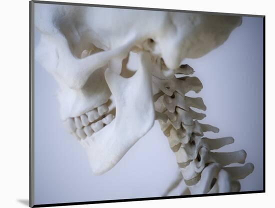 Skeleton head-Robert Llewellyn-Mounted Photographic Print