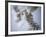 Skeleton head-Robert Llewellyn-Framed Photographic Print