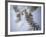 Skeleton head-Robert Llewellyn-Framed Photographic Print