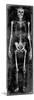 Skeleton II-Martin Wagner-Mounted Art Print