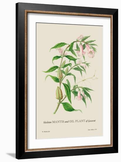 Skeleton Mantis and Oil Plant of Guzerat-J. Forbes-Framed Art Print