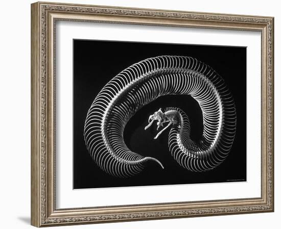 Skeleton of a 4 Foot Long Gaboon Viper, Showing 160 Pairs of Movable Ribs-Andreas Feininger-Framed Photographic Print