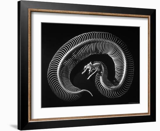 Skeleton of a 4 Foot Long Gaboon Viper, Showing 160 Pairs of Movable Ribs-Andreas Feininger-Framed Photographic Print