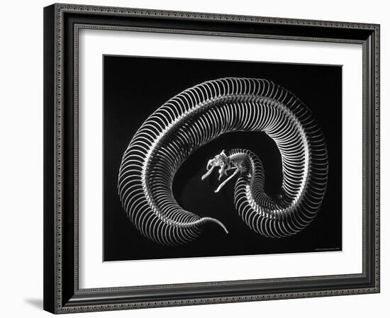 Skeleton of a 4 Foot Long Gaboon Viper, Showing 160 Pairs of Movable Ribs-Andreas Feininger-Framed Photographic Print