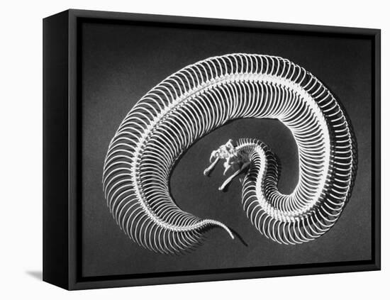 Skeleton of a 4-Foot-Long Gaboon Viper, Showing 160 Pairs of Movable Ribs-Andreas Feininger-Framed Premier Image Canvas