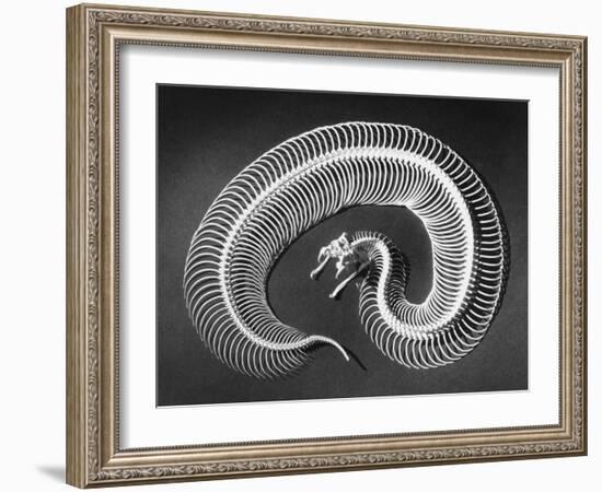 Skeleton of a 4-Foot-Long Gaboon Viper, Showing 160 Pairs of Movable Ribs-Andreas Feininger-Framed Photographic Print