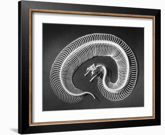 Skeleton of a 4-Foot-Long Gaboon Viper, Showing 160 Pairs of Movable Ribs-Andreas Feininger-Framed Photographic Print