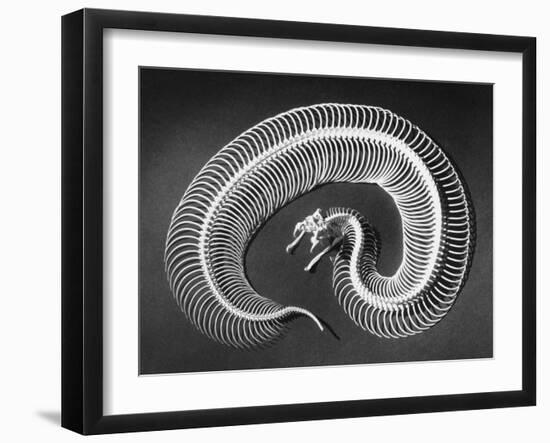 Skeleton of a 4-Foot-Long Gaboon Viper, Showing 160 Pairs of Movable Ribs-Andreas Feininger-Framed Photographic Print