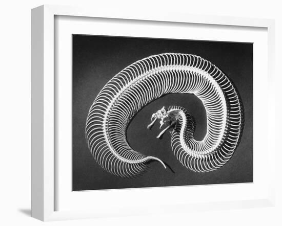 Skeleton of a 4-Foot-Long Gaboon Viper, Showing 160 Pairs of Movable Ribs-Andreas Feininger-Framed Photographic Print