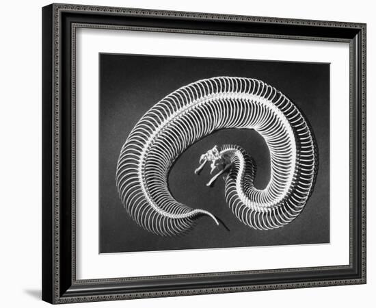 Skeleton of a 4-Foot-Long Gaboon Viper, Showing 160 Pairs of Movable Ribs-Andreas Feininger-Framed Photographic Print
