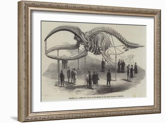 Skeleton of a Greenland Whale in the Museum of the Royal College of Surgeons-null-Framed Giclee Print