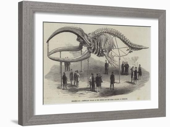 Skeleton of a Greenland Whale in the Museum of the Royal College of Surgeons-null-Framed Giclee Print