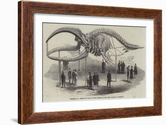 Skeleton of a Greenland Whale in the Museum of the Royal College of Surgeons-null-Framed Giclee Print