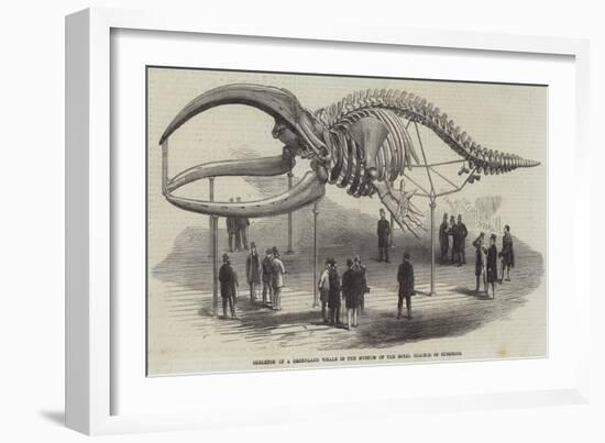 Skeleton of a Greenland Whale in the Museum of the Royal College of Surgeons-null-Framed Giclee Print