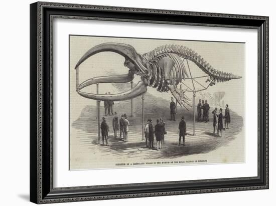 Skeleton of a Greenland Whale in the Museum of the Royal College of Surgeons-null-Framed Giclee Print