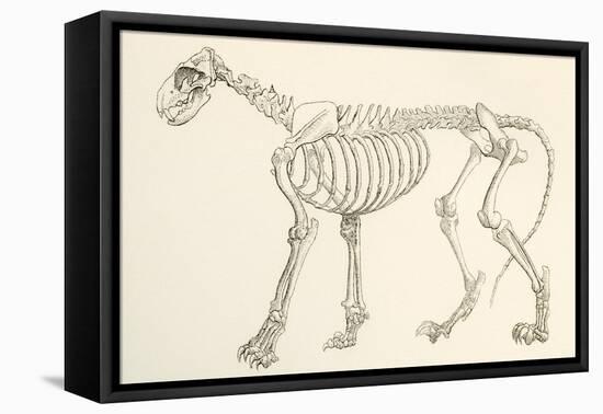Skeleton of a Lion, Panthera Leo. from the National Encyclopaedia, Published C.1890-null-Framed Premier Image Canvas