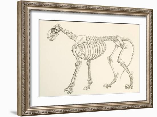 Skeleton of a Lion, Panthera Leo. from the National Encyclopaedia, Published C.1890-null-Framed Giclee Print