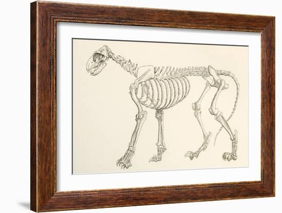 Skeleton of a Lion, Panthera Leo. from the National Encyclopaedia, Published C.1890-null-Framed Giclee Print