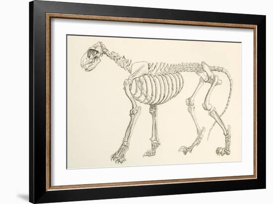 Skeleton of a Lion, Panthera Leo. from the National Encyclopaedia, Published C.1890-null-Framed Giclee Print