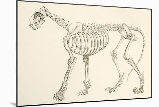Skeleton of a Lion, Panthera Leo. from the National Encyclopaedia, Published C.1890-null-Mounted Giclee Print