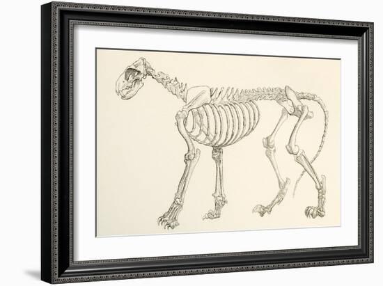 Skeleton of a Lion, Panthera Leo. from the National Encyclopaedia, Published C.1890-null-Framed Giclee Print