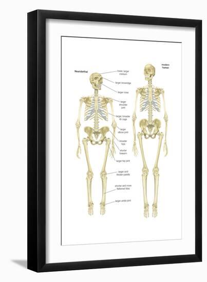 Skeleton of a Neanderthal Compared with a Skeleton of a Modern Human-Encyclopaedia Britannica-Framed Art Print