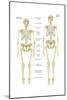 Skeleton of a Neanderthal Compared with a Skeleton of a Modern Human-Encyclopaedia Britannica-Mounted Art Print