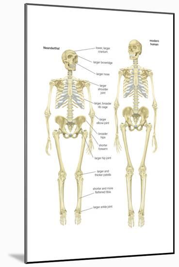 Skeleton of a Neanderthal Compared with a Skeleton of a Modern Human-Encyclopaedia Britannica-Mounted Art Print