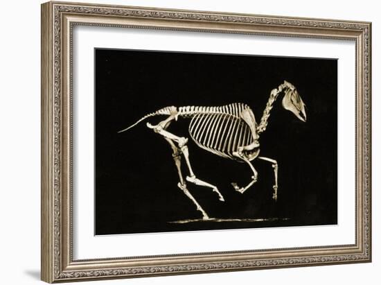 Skeleton of a Running Horse-null-Framed Giclee Print