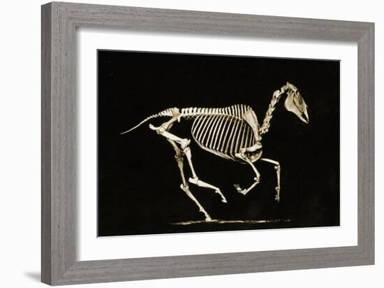 Skeleton of a Running Horse-null-Framed Giclee Print