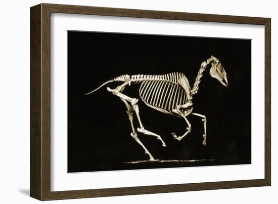 Skeleton of a Running Horse-null-Framed Giclee Print