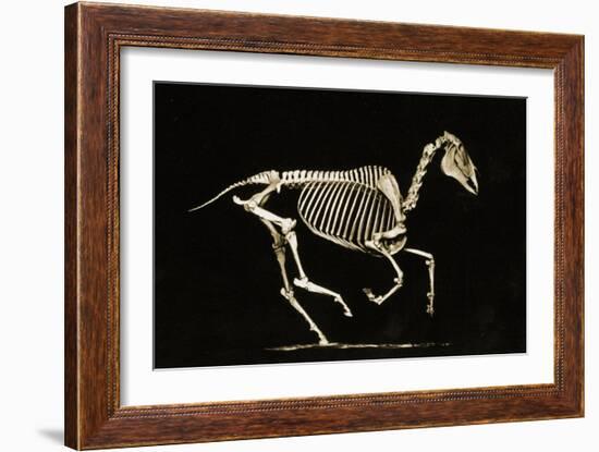 Skeleton of a Running Horse-null-Framed Giclee Print