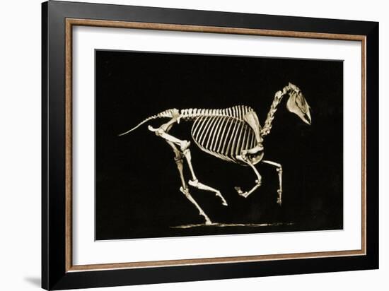 Skeleton of a Running Horse-null-Framed Giclee Print