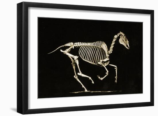 Skeleton of a Running Horse-null-Framed Giclee Print