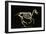 Skeleton of a Running Horse-null-Framed Giclee Print