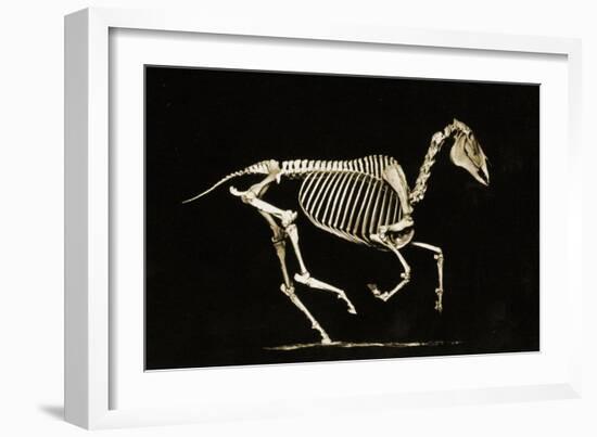 Skeleton of a Running Horse-null-Framed Giclee Print