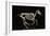 Skeleton of a Running Horse-null-Framed Giclee Print